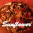 Sunflower 66x66 - Königin der Nacht